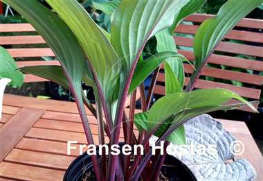 Hosta Bloodline